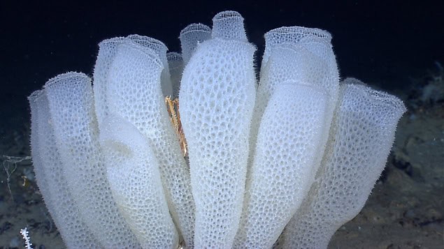 The deep-sea glass sponge known as Venus’ flower basket