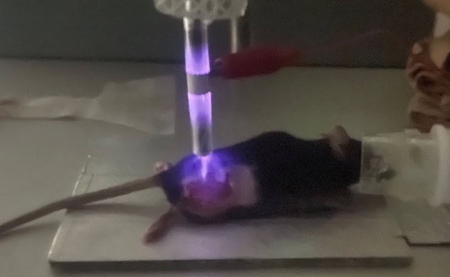 Mouse receiving plasma treatment Mouse receiving plasma treatment