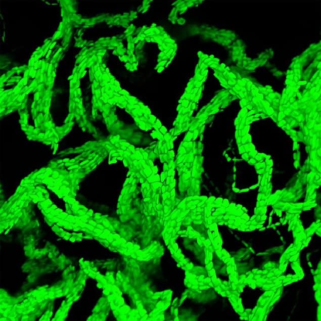 Bacterial Colonies Confocal microscope image showing cables formed by bacterial cells. The cells appear to be glowing green against a black background and the cables resemble a pile of partially wadded-up rubber bands or strings