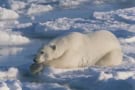 A polar bear lies on a slab of sea ice with its front paws dangling over a patch of open water, motionless but looking poised to strike