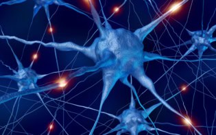 Neurons in the brain