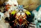 A photo of a mantis shrimp, taken face-on, showing its goggly blue eyes, thin red antennae, body, and two greenish-yellow appendages dangling on either side of its body. These are the dactyl clubs.