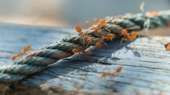 Ants on a rope