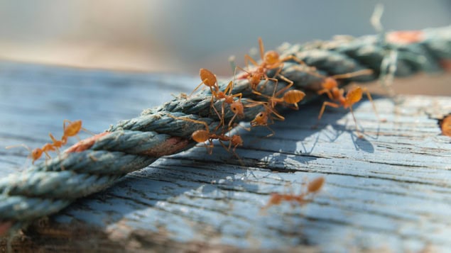 ants-on-rope-9674325-iStock Ants on a rope
