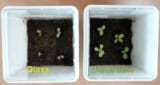 Radicchio seedlings grown under glass and perovskite rooftops