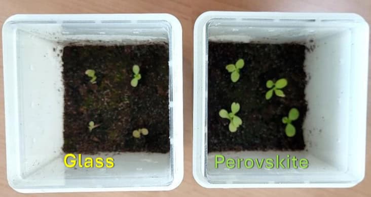 Radicchio seedlings grown under glass and perovskite rooftops