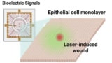 Epithelial cell-coated microelectrode array