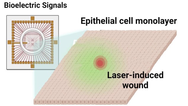 Epithelial cell-coated microelectrode array Epithelial cell-coated microelectrode array