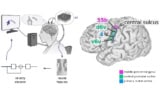 Cursor control using a brain-computer interface