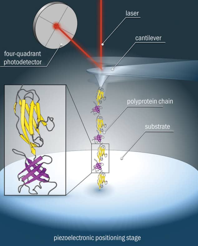 Diagram of a protein unfolding