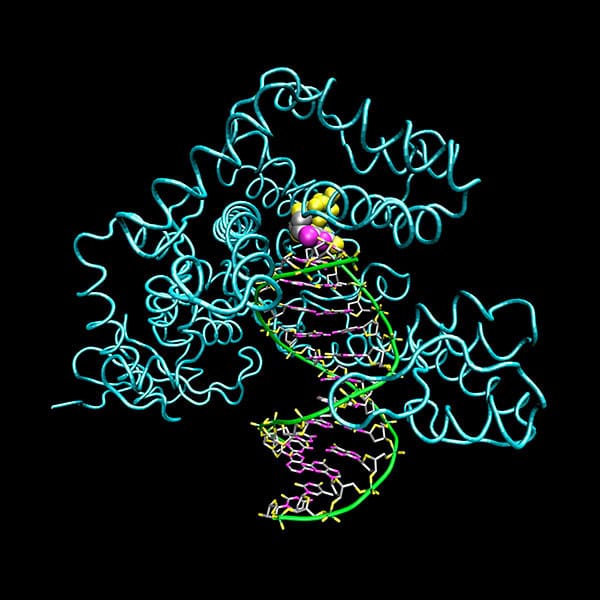 A molecular model of Taq polymerase replicating DNA