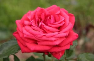Single rose baccara