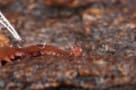 An orange-coloured worm on the ground with a trail of silvery slime coming out of it
