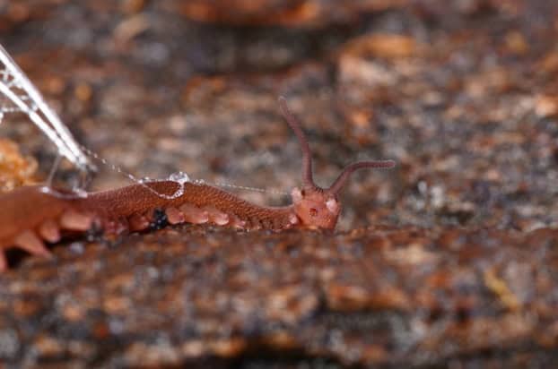 An orange-coloured worm on the ground with a trail of silvery slime coming out of it