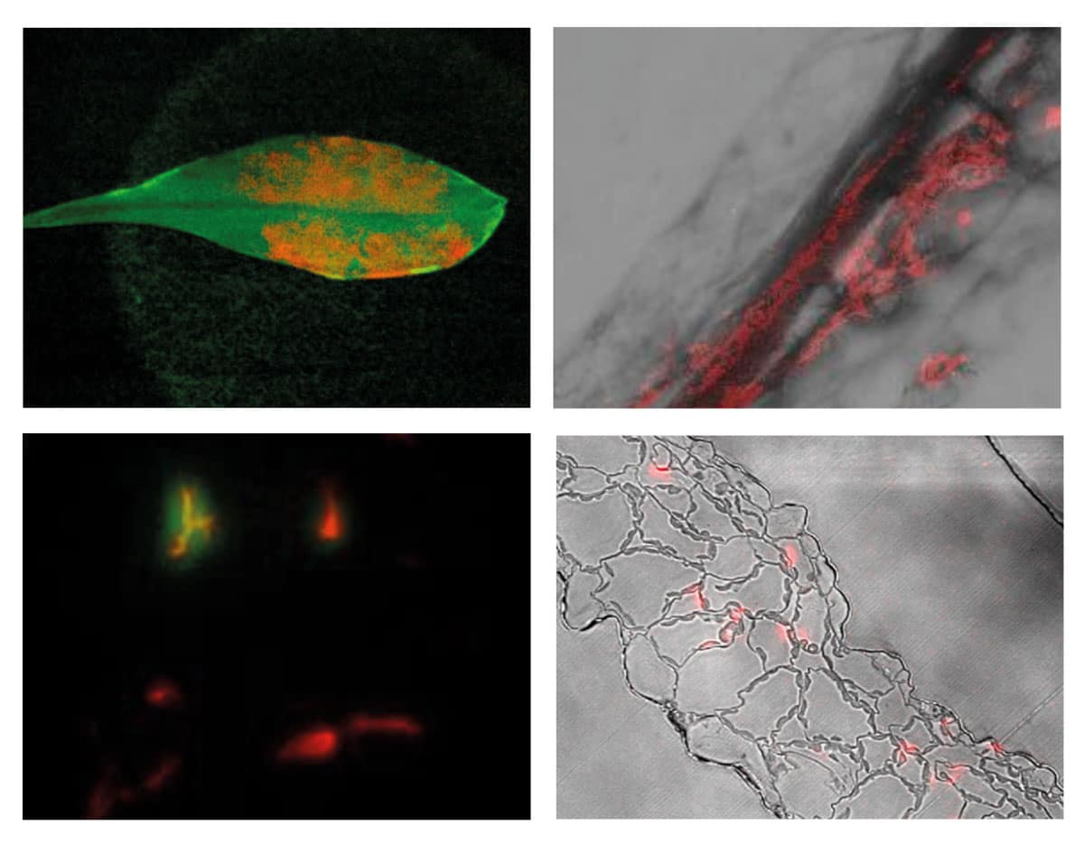 Four images created by fluorescent imaging of a plant