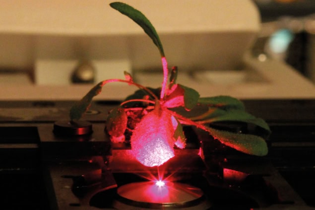A red plant with internal illumination A red plant with internal illumination