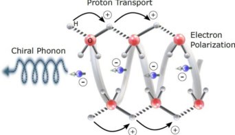 Diagram showing a ball-and-stick model of molecules with protons (H atoms) moving in the same direction as electrons (represented by blue arrows) and a chiral phonon (represented by a corkscrew-like line) being emitted.