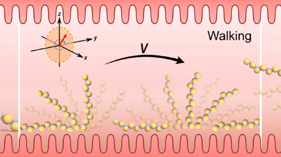 Magnetically controlled microrobots show promise for precision drug delivery – Physics World