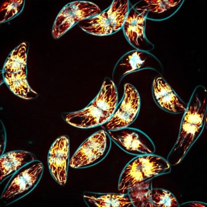bioluminescent algae