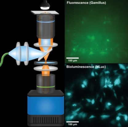 A diagram of the new telescope-microscope next to images of live cells imaged using fluorescence and bioluminescence. Objects in the fluorescence image are indistinct and blurred and overlaid with a sheen of green. Objects in the bioluminescence image show up sharply in blue against a black background.