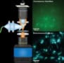 A diagram of the new telescope-microscope next to images of live cells imaged using fluorescence and bioluminescence. Objects in the fluorescence image are indistinct and blurred and overlaid with a sheen of green. Objects in the bioluminescence image show up sharply in blue against a black background.