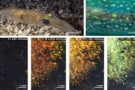 Images showing the blue, green, yellow, orange and red iridscent colours of squid splotches