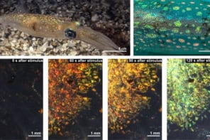 Images showing the blue, green, yellow, orange and red iridscent colours of squid splotches