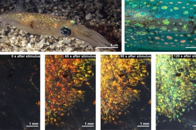 squid Images showing the blue, green, yellow, orange and red iridscent colours of squid splotches