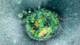 Human embryo invading the implantation platform
