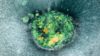 Human embryo invading the implantation platform