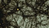 Web of dark lines interconnecting against a lighter background