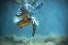 a kingfisher under water with a small fish in its beak