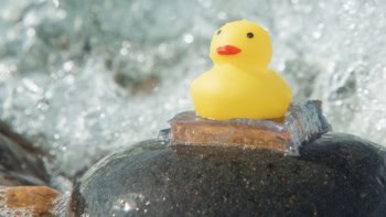 A rubber duck glued to a seaside rock