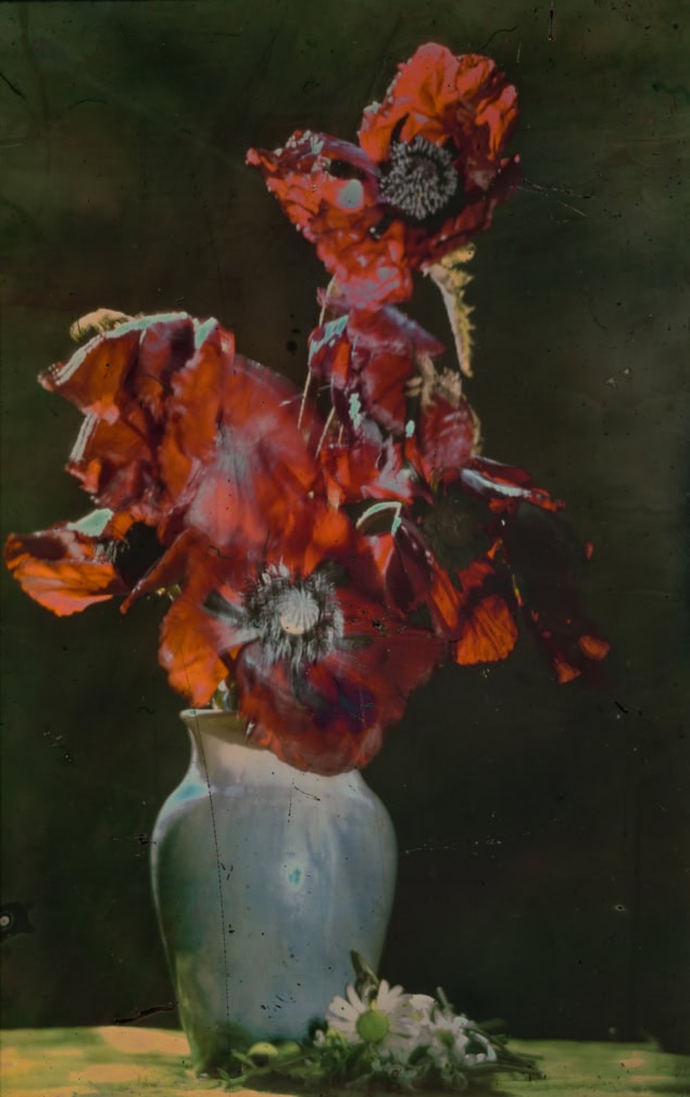 A photo of bright red flowers in a vase. The colours are very vivid