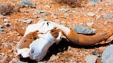 Animal skull in a desert