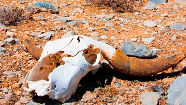 Animal skull in a desert