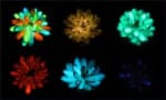 Six glowing succulents