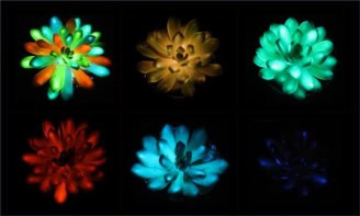 Six glowing succulents