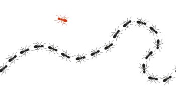 Illustration of black ants marching in a line with one, red ant going the other way