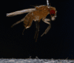 roundwork beginning to jump on insect