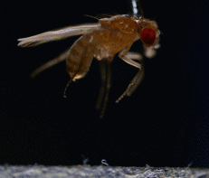roundwork beginning to jump on insect