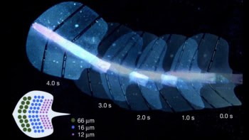 Ultrasound-powered soft surgical robot