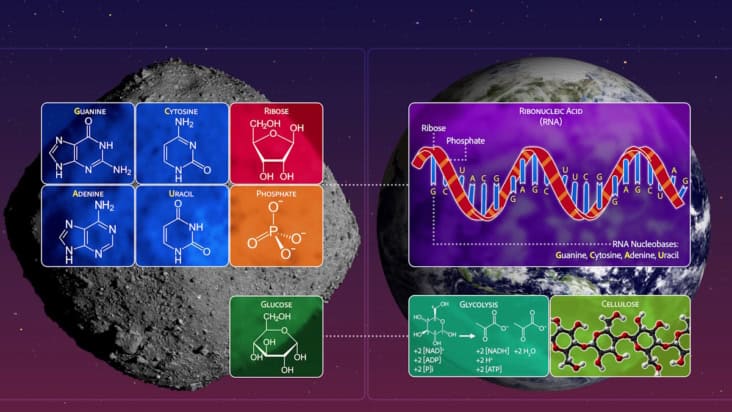 Bio-essential sugars found in asteroid Bennu samples