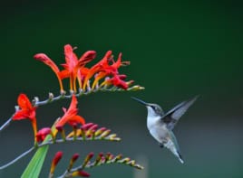 Photo of a hovering hummingbird feeding from a red flower