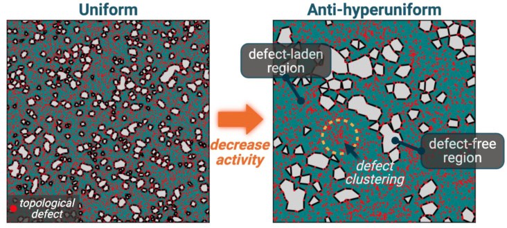 Emergence of anti-hyperuniform defect organization in active nematics. At high activity (left), topological defects are distributed nearly uniformly throughout the system. Reducing activity toward a critical point (right) triggers defect clustering, and large defect-free regions exist alongside defect-rich ones