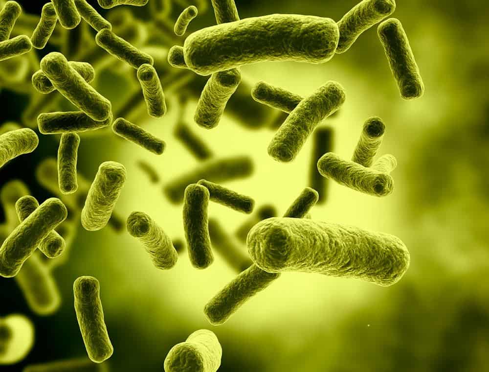 How do bacteria produce entropy? – Physics World