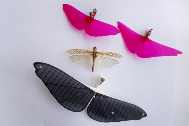 grasshopper with 3D-printed wings