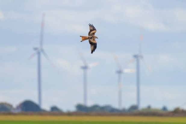 A bird of prey (a red kite) flies past a group of four wind turbines. The bird is sharply in focus, while the turbines and the flat farm landscape beneath them are blurred.