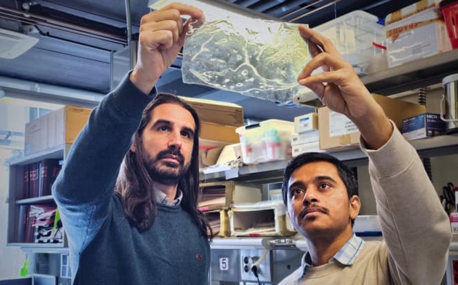 Javier G Fernández and Akshayakumar Kompa