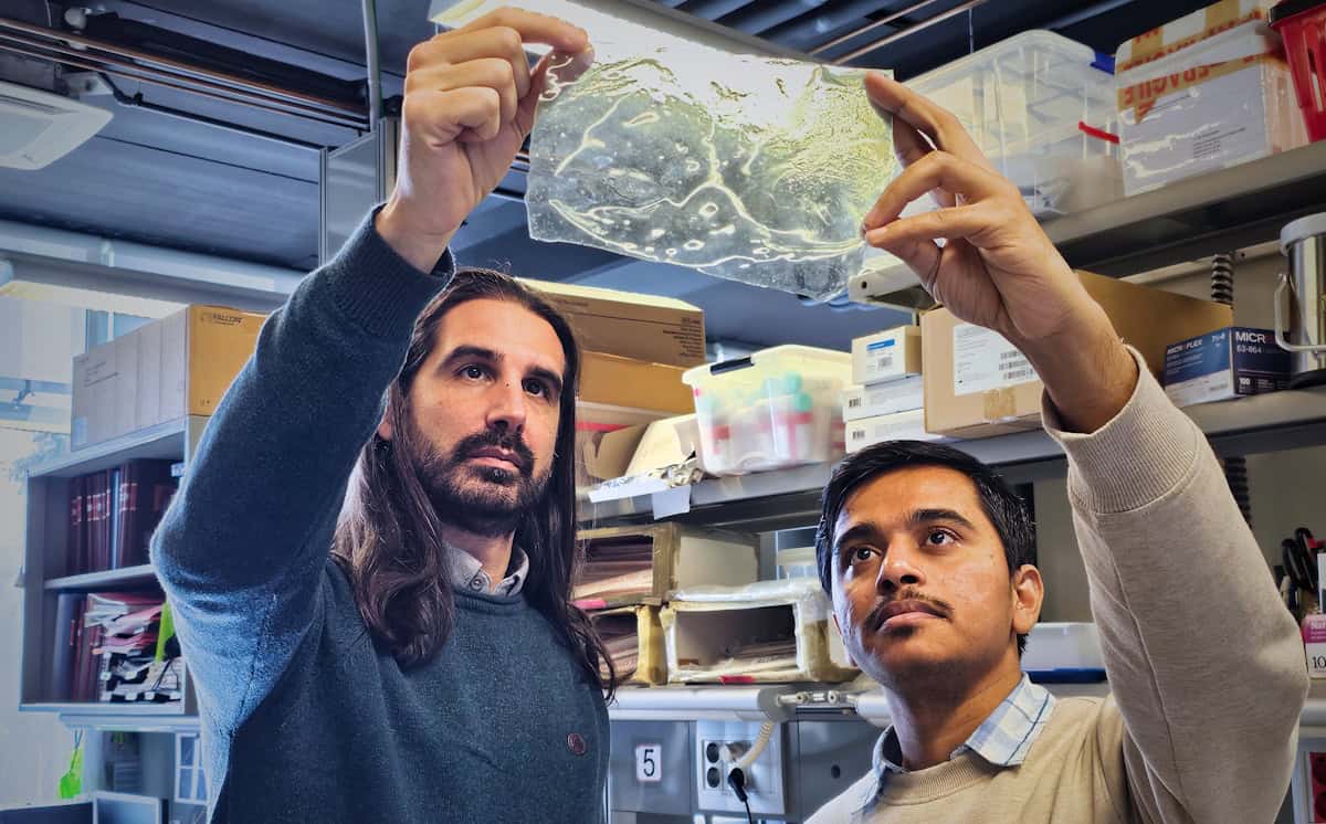 Nickel-enhanced biomaterial becomes stronger when wet – Physics World